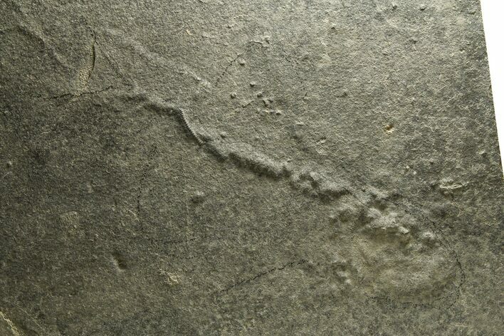 Unprepared Fossil Fish (Diplomystus) - Green River Frmation #290655